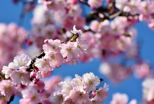 Ya esta aquí la primavera