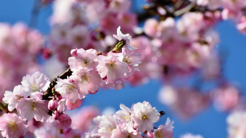 Ya esta aquí la primavera